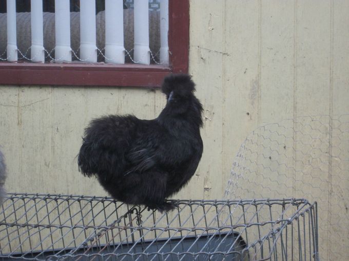 Burhøne har jeg kaldt dette billede, fin sort høne med skæg.
