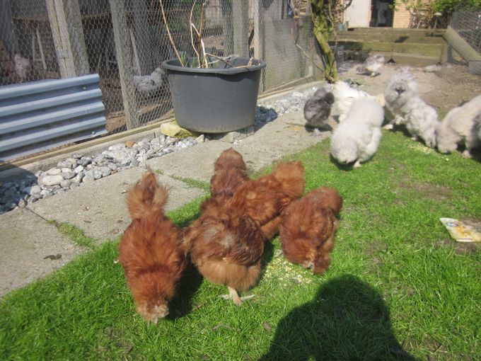 De røde kyllinger er kommet på græs og de er snart blevet store.
25-04-2014 