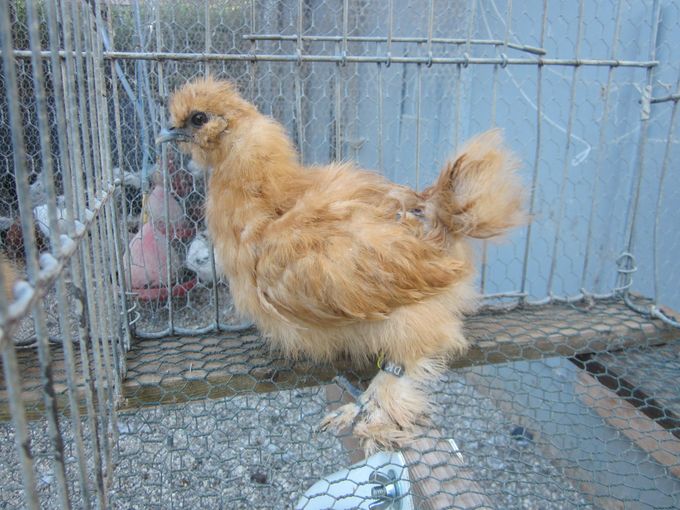 Gul hane kylling 2014 med god farve