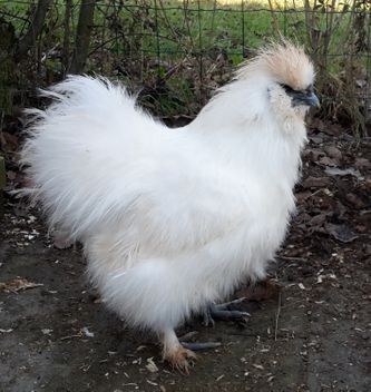 Hvid hane med skæg  som blev avlshane i 2017 